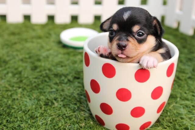 Are Pets Worth The Money?